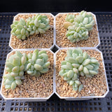 Sedeveria Pudgy