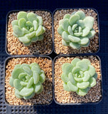 Sedeveria Pudgy