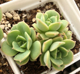 Echeveria semnan (Nicksana)尼可沙娜/锦牡丹 니크셔나 Melbourne Australia