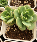 Echeveria semnan (Nicksana)尼可沙娜/锦牡丹 니크셔나 Melbourne Australia
