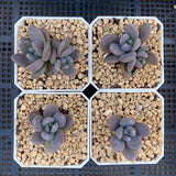 Sedeveria blue mist S