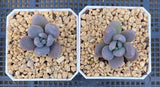 Sedeveria blue mist S