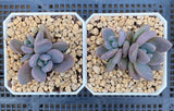 Sedeveria blue mist S
