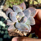 MELBOURNE SYDNEY ADELAIDE QUEENSLAND CANBERRA VICTORIA NSW QUEENSLAND SOUTH AUSTRALIA ACT SUCCULENT 多肉 墨尔本 维多利亚 澳洲 澳大利亚 悉尼 新南威尔士 阿德莱德 南澳 昆士兰 布里斯本 黄金海岸 多肉植物 堪培拉 Sedeveria blue mist monstrose 蓝雾石化