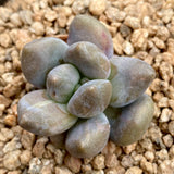 Sedeveria blue mist monstrose