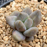 Sedeveria blue mist monstrose