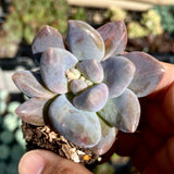 Sedeveria blue mist monstrose