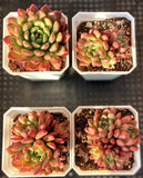 Graptoveria pink ruby/ bashful