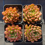 Graptoveria pink ruby 红宝石 Melbourne Australia