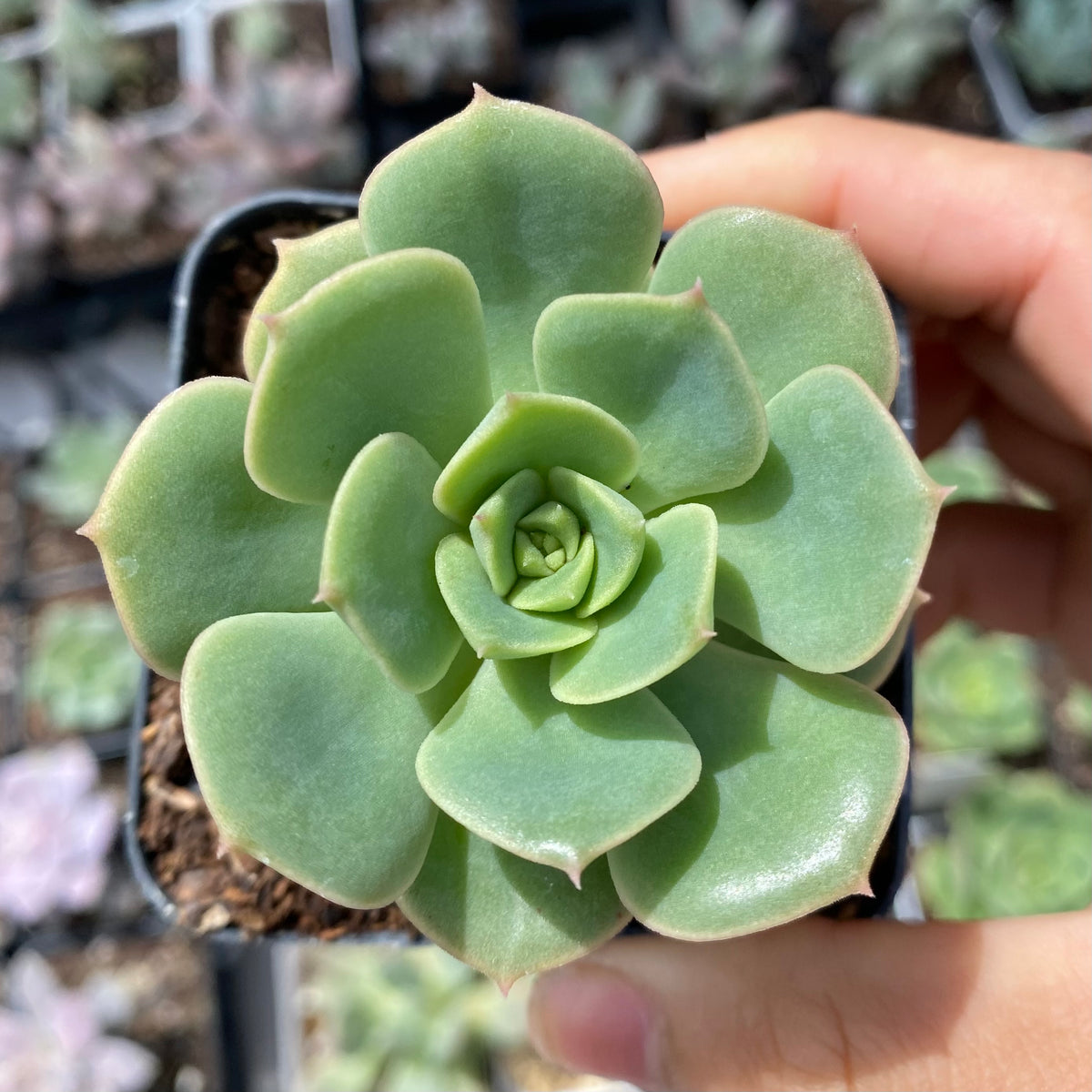 Echeveria semnan