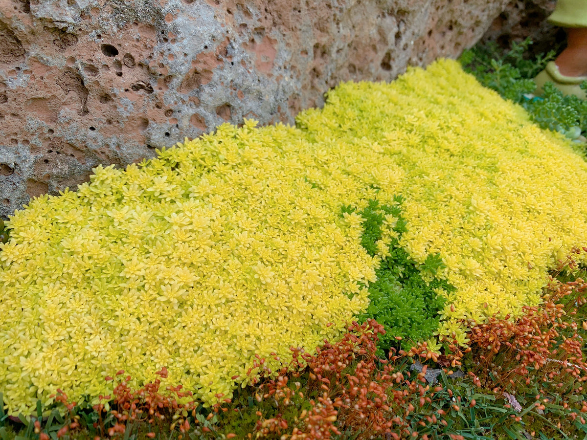 tokyo sun succulents Sedum tokyo sun – RNT SUCCULENTS