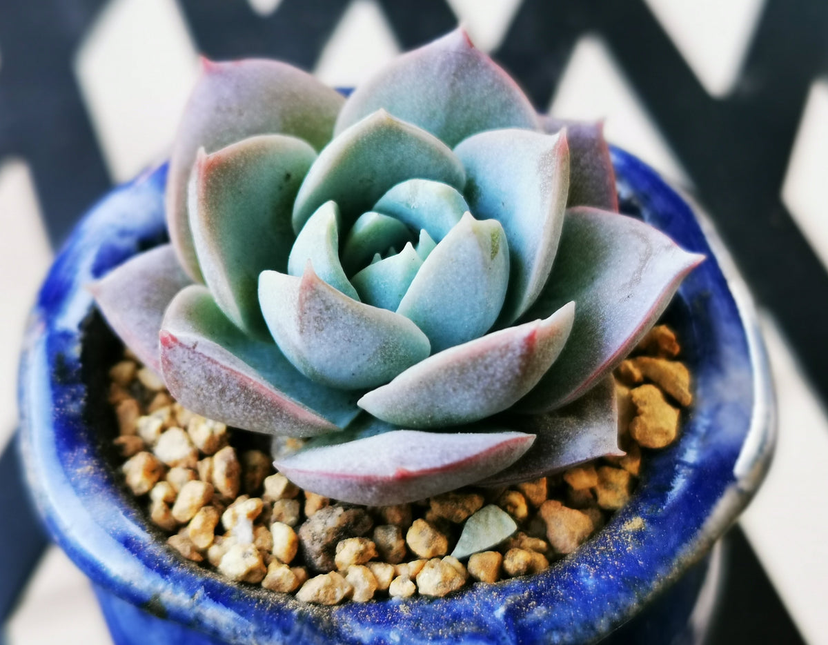blue lotus succulent Sedeveria blue lotus / sedum suaveolens