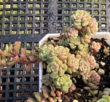 Sedum versadense