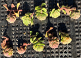 Sedum versadense