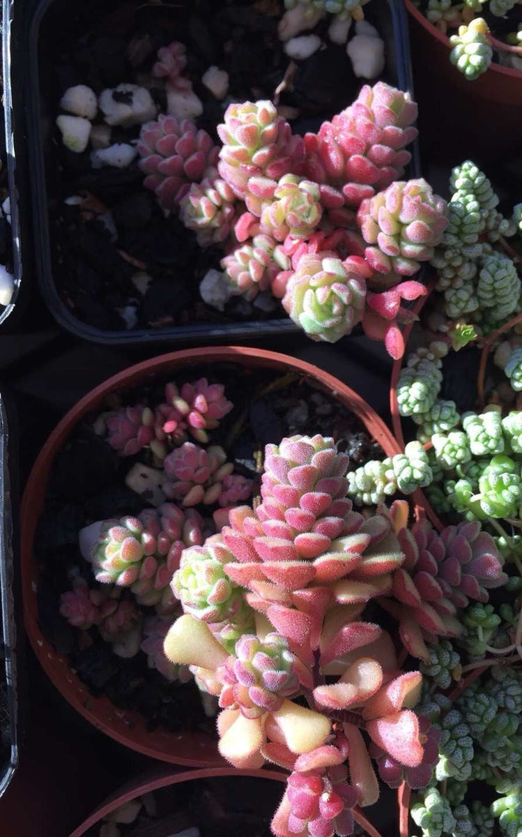 sedum versadense korean succulent Sedum versadense – RNT SUCCULENTS