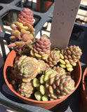 Sedum versadense