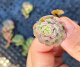 Sedum versadense