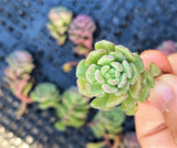 Sedum versadense