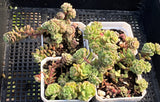 Sedum versadense