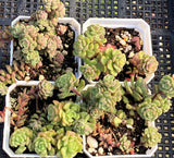 Sedum versadense
