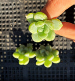 Sedum clavatum (CUTTINGS)