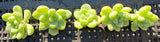 Sedum clavatum (CUTTINGS)