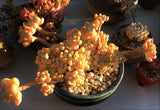 Sedum Clavatum