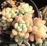 Sedum Clavatum