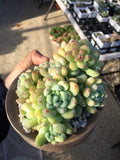 Sedum clavatum (CUTTINGS)