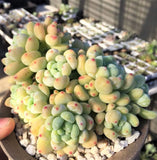 Sedum Clavatum