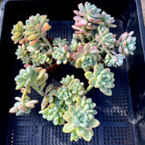 Sedum Clavatum