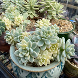 Sedum clavatum variegata