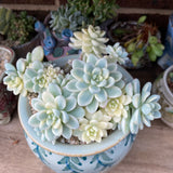 Sedum clavatum variegata