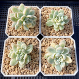 Sedum clavatum variegata