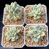 Sedum clavatum variegata