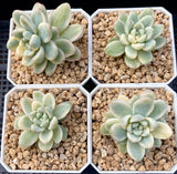 Sedum clavatum variegata