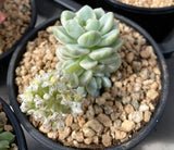 MELBOURNE SYDNEY ADELAIDE QUEENSLAND CANBERRA VICTORIA NSW QUEENSLAND SOUTH AUSTRALIA ACT SUCCULENT 多肉 墨尔本 维多利亚 澳洲 澳大利亚 悉尼 新南威尔士 阿德莱德 南澳 昆士兰 布里斯本 黄金海岸 多肉植物 堪培拉 Sedum clavatum variegata  劳尔锦