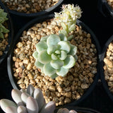 Sedum clavatum variegata