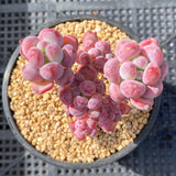 Sedum comixtum/'comic tom'