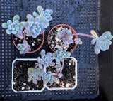 Sedum comixtum/'comic tom'