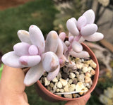 Sedum craigii SMALL