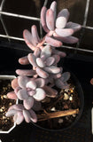 Sedum craigii SMALL