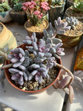 Sedum craigii SMALL