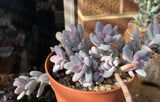 Sedum craigii SMALL
