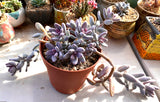 Sedum craigii SMALL