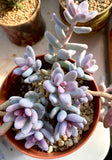 Sedum craigii SMALL