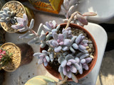 Sedum craigii SMALL