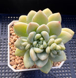 Sedum daisy bloom