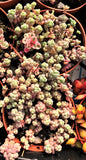 Sedum dasyphyllum 大姬星美人 Melbourne Australia MELBOURNE SYDNEY ADELAIDE QUEENSLAND CANBERRA VICTORIA NSW QUEENSLAND SOUTH AUSTRALIA ACT SUCCULENT 多肉 墨尔本 维多利亚 澳洲 澳大利亚 悉尼 新南威尔士 阿德莱德 南澳 昆士兰 布里斯本 黄金海岸 多肉植物 堪培拉