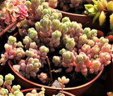 Sedum dasyphyllum 大姬星美人 Melbourne Australia MELBOURNE SYDNEY ADELAIDE QUEENSLAND CANBERRA VICTORIA NSW QUEENSLAND SOUTH AUSTRALIA ACT SUCCULENT 多肉 墨尔本 维多利亚 澳洲 澳大利亚 悉尼 新南威尔士 阿德莱德 南澳 昆士兰 布里斯本 黄金海岸 多肉植物 堪培拉